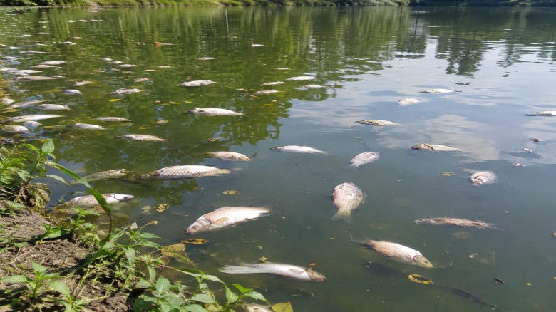 কয়রায় পুকুরে বিষ প্রয়োগের অভিযোগ, ৫০ হাজ